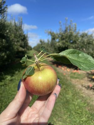 Apple Barrel Orchards by null