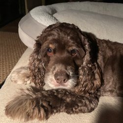 Animal Wellness Center - CoCo Channel the wonder dog at 12 years old.