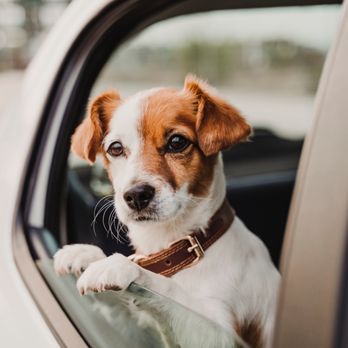 Pet Porter - Pet Waste Removal Near Me - Layton, Utah Pet Porter - Pet Waste Removal Near Me - Layton, Utah