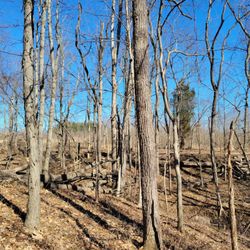 Mambourg Park - Hickory Trail