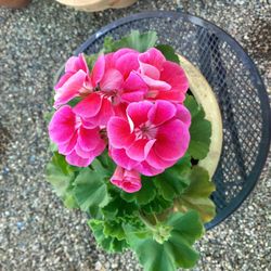 Habitat For Humanity & Restore - Sizzlin strawberry geranium