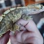 Photo of LLLReptile & Supply Company, Inc