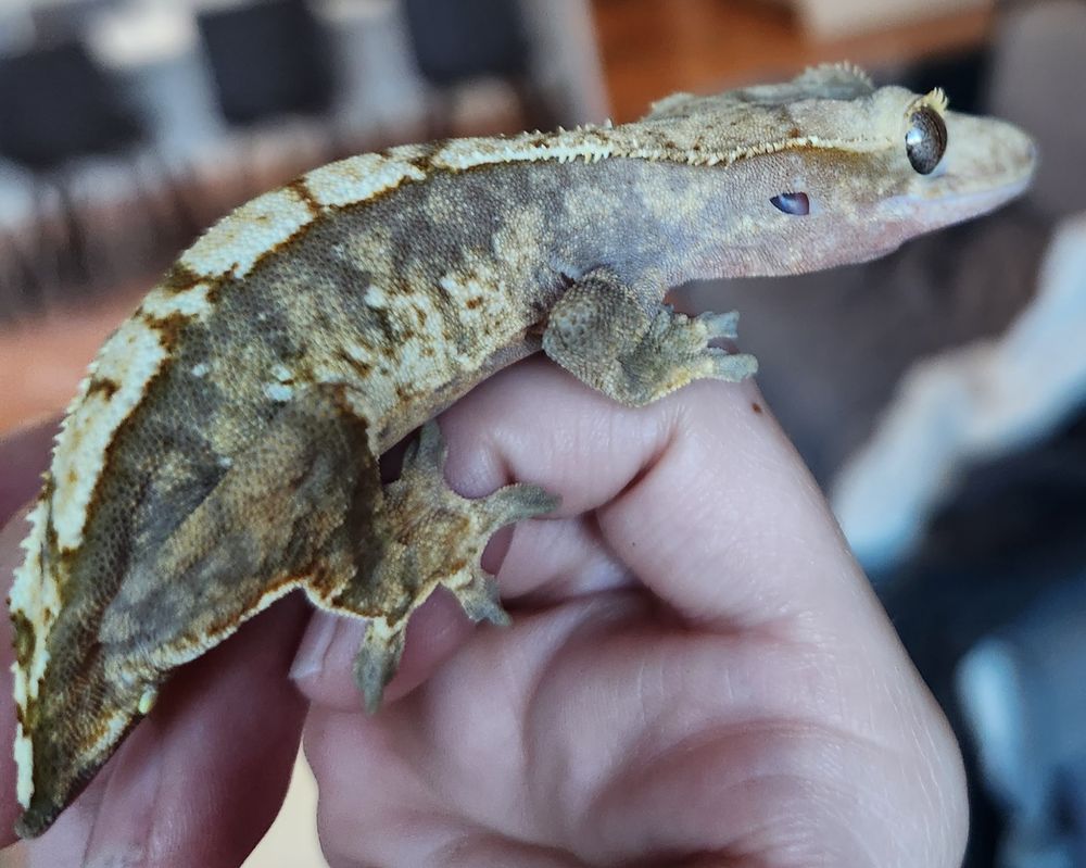 LLLReptile & Supply Company, Inc - reptile breeding in Escondido, CA