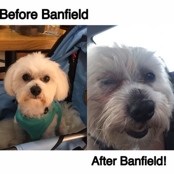 Banfield Pet Hospital - Toots before the allergic reaction and after! He was in so much pain! - Veterinarians Near Me - Braintree, Massachusetts
