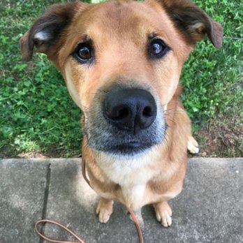 The Dog Knowledge - Oliver out on a walk with his trainer! - Pet Training Near Me - Charlotte, North Carolina The Dog Knowledge - Oliver out on a walk with his trainer! - Pet Training Near Me - Charlotte, North Carolina