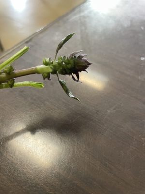 Phở Tô Châu Restaurant by null