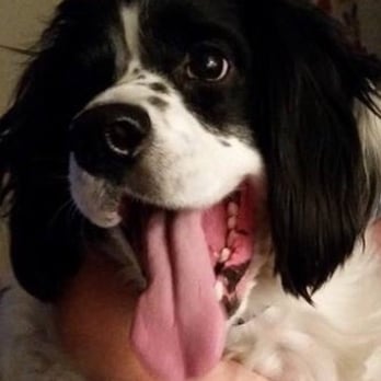 Messy Mutt - So does King Happy! - Pet Groomers Near Me Messy Mutt - So does King Happy! - Pet Groomers Near Me
