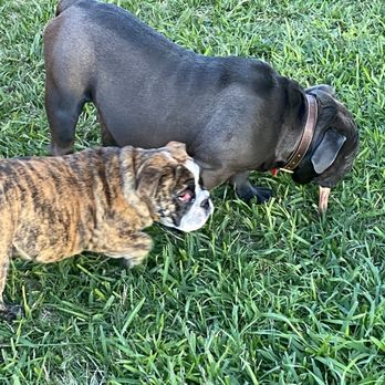 Canton Veterinary Clinic - Day before procedure. Cherry eye very apparent. - Veterinarians Near Me - Canton, Texas