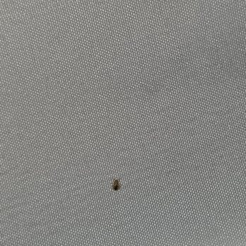 Comfort Suites Columbia Gateway - A bed bug. - Hotels Near Me - Elkridge, Maryland Comfort Suites Columbia Gateway - A bed bug. - Hotels Near Me - Elkridge, Maryland