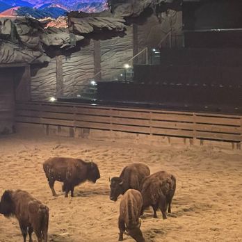 Dolly Parton's Stampede - Where the buffalo roam - Performing Arts Near Me - Branson, Missouri