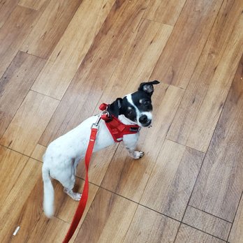 pet supermarket dog harness