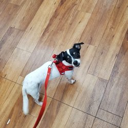 Pet Supermarket - Vaccination Time at VIP Pet Care Clinic inside Pet Supermarket