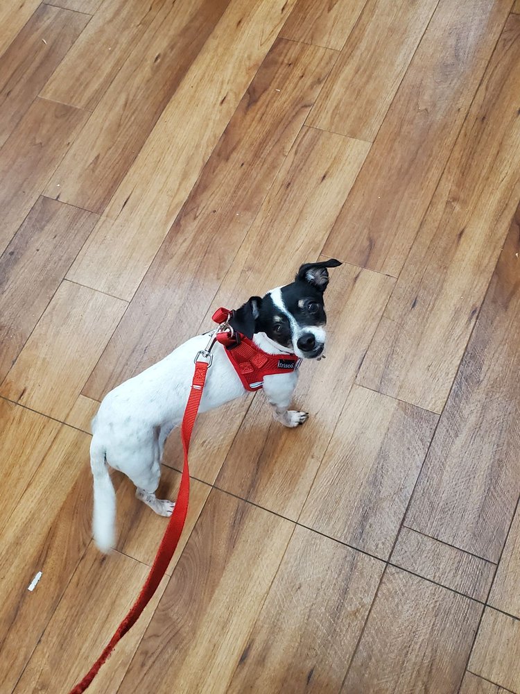 Pet Supermarket Image