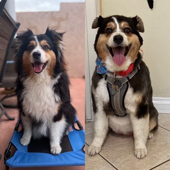 E-Z Dog Wash - Choppy buzz cut, no longer looks like an Australian shepherd - Pet Groomers Near Me - Duarte, California E-Z Dog Wash - Choppy buzz cut, no longer looks like an Australian shepherd - Pet Groomers Near Me - Duarte, California