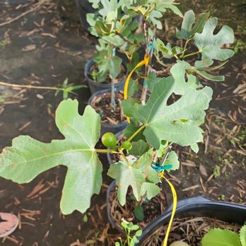 Tropical Plant Paradise - Fig - Nurseries & Gardening Near Me - Gibsonton, Florida Tropical Plant Paradise - Fig - Nurseries & Gardening Near Me - Gibsonton, Florida