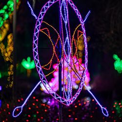 River Of Lights - River of Lights at ABQ BioPark & Botanic Garden