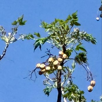 OP Schnabel Park - Seed Pods - Parks Near Me - San Antonio, Texas OP Schnabel Park - Seed Pods - Parks Near Me - San Antonio, Texas