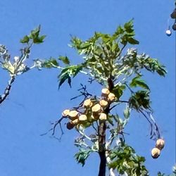 OP Schnabel Park - Seed Pods