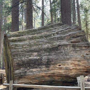 Calaveras Big Trees State Park - Section of downed tree - Parks Near Me - Arnold, California