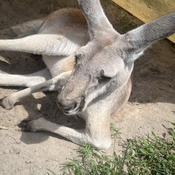 Coastal Wilds - Kangaroo - Petting Zoos Near Me - Frankford, Delaware Coastal Wilds - Kangaroo - Petting Zoos Near Me - Frankford, Delaware