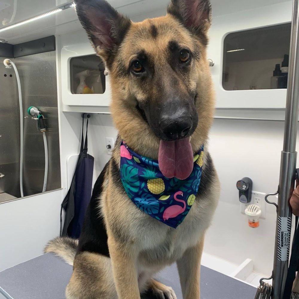 Bark’n Beauty Spaw - All clean! Lola even got a new bandana - perfect for the summertime! - Pet Groomers Near Me Bark’n Beauty Spaw - All clean! Lola even got a new bandana - perfect for the summertime! - Pet Groomers Near Me