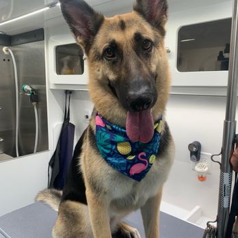 Bark’n Beauty Spaw - All clean! Lola even got a new bandana - perfect for the summertime! - Pet Groomers Near Me Bark’n Beauty Spaw - All clean! Lola even got a new bandana - perfect for the summertime! - Pet Groomers Near Me