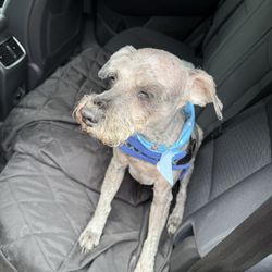 Furry And Fabulous - How my dog looked after Furry and Fabulous.
