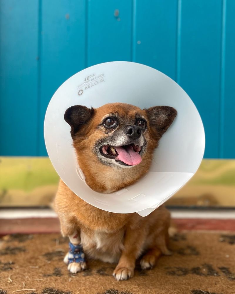 LIVE OAK ANIMAL HOSPITAL Updated July 2024 39 Photos & 71 Reviews