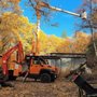 A Nichols Tree Service