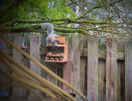 Northwest Endodontic Specialists