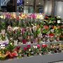 Photo of Blumen Grün Punkt