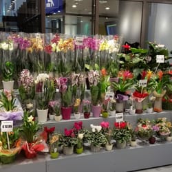 Blumen Grün Punkt