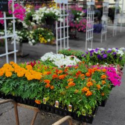 Pudgies Lawn & Garden Center - A cart of annuals freshly arrived to the greenhouse, ready to be organized onto displays