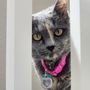Photo of For the Love of Cats Veterinary Clinic