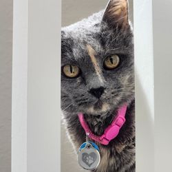 For the Love of Cats Veterinary Clinic