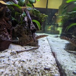 Pet World