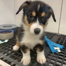 Ed's Pet World - corgi at ed's