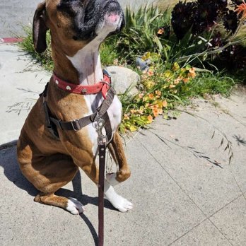 Pet Waggin' Pet Care - Dog Walkers Near Me Pet Waggin' Pet Care - Dog Walkers Near Me