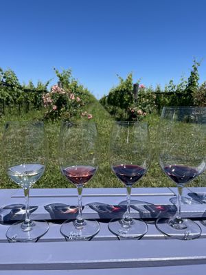 Southbrook Organic Vineyards by null