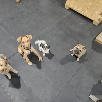 Pawsitive PAC Creations Dog Training - Pet Training Near Me - littleton, Colorado Pawsitive PAC Creations Dog Training - Pet Training Near Me - littleton, Colorado