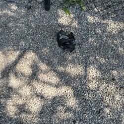Fort Lee Dog Park - I'm assuming poop in the bag someone just left on the ground.