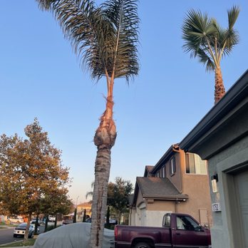 Heartwood Professional Tree Management - Palm trees - Tree Services Near Me - Rocklin ca, California Heartwood Professional Tree Management - Palm trees - Tree Services Near Me - Rocklin ca, California