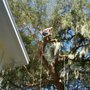 Photo of Diamond Tree Service