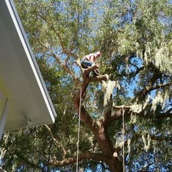 Diamond Tree Service - untitled