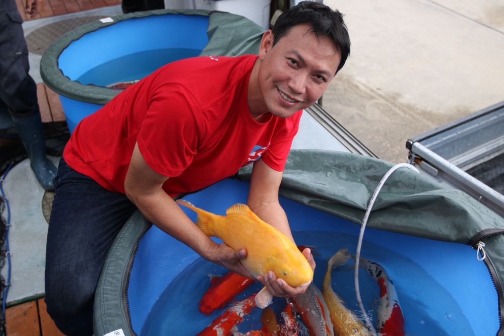 Champion Nishikigoi - koi in San Jose, CA