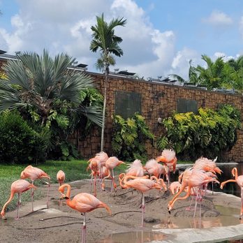 Zoo Miami - Zoos Near Me - Miami, Florida Zoo Miami - Zoos Near Me - Miami, Florida