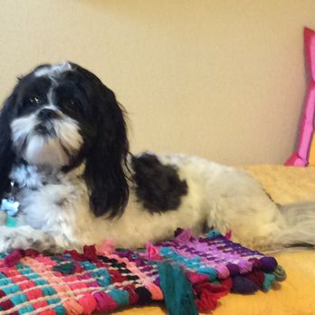 2 Dreamers Pet Salon - Pet Groomers Near Me - New Braunfels, Texas 2 Dreamers Pet Salon - Pet Groomers Near Me - New Braunfels, Texas