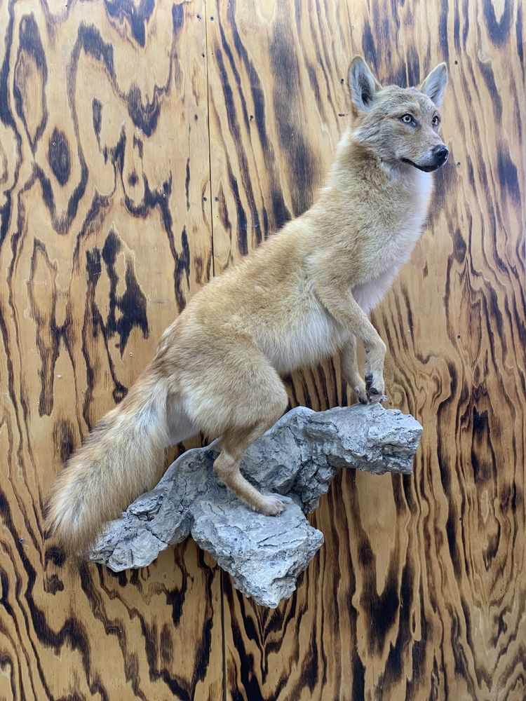 Tuscarora Taxidermy - taxidermy in Port Royal, PA