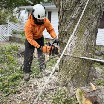 WITT 360 Tree Service - Tree Services Near Me WITT 360 Tree Service - Tree Services Near Me