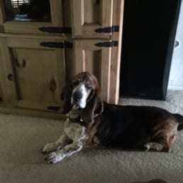 This is our old guy Toby. He is our most precious guy & we love him very much. This is our old guy Toby. He is our most precious guy & we love him very much.